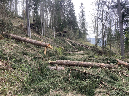 Windbruchschäden Grubegg