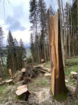 Windbruchschäden Grubegg